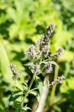 Closeup of horse mint flowers (Mentha longifolia) with fly