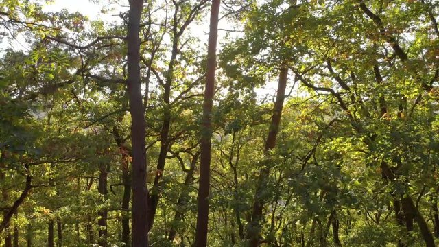 Deutscher Laubwald im Sonnenlicht