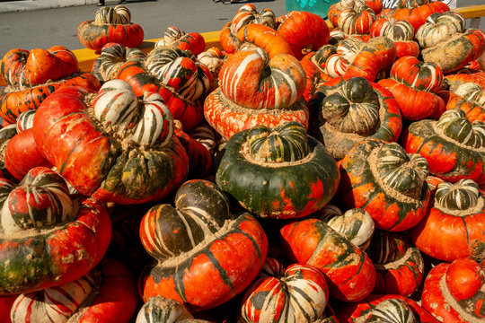 Multi-colored Pumpkin Gourds