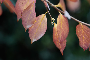 紅葉した葉