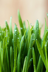 Fototapeta na wymiar Freshly sprouted wheatgrass with water drops. Copy space