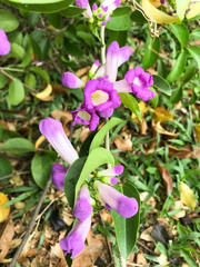 Garlic vine violet flower selective focus point