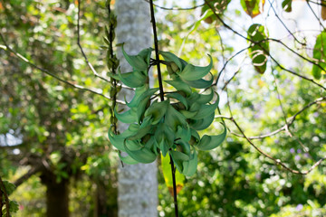 green leaves on tree