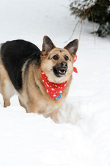 Dog in snow looking very intensely and wearing red bandana with maple leaves
