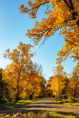 Fototapeta premium Trees in the park