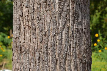 Bark of a tree