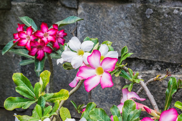 pink flowers in the garden