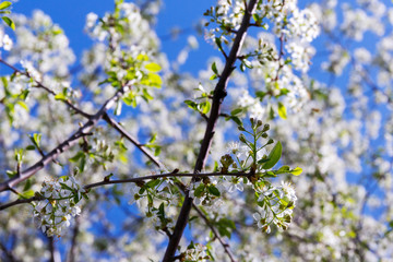 Trees in the park