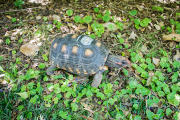 turtle on grass