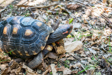 turtle on grass