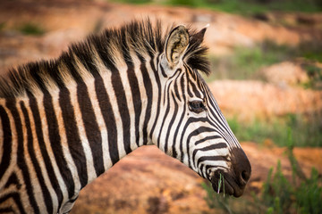 Fototapeta na wymiar Closeup shot of Burchell's Zebra head