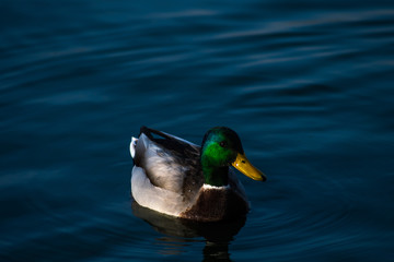 A Mallard (Anas platyrhynchos) male dabbling duck swimming in a lake