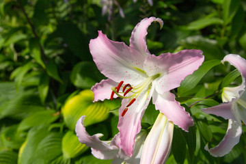 pink white lily