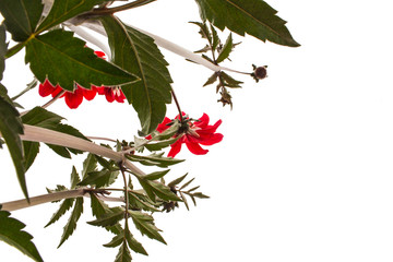 Cutouts of flowers