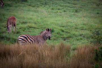 Burchell's Zebra behind tall grass with green grass background