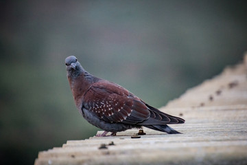 Speckled pigeon looking sitting on roof