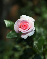 pink rose in garden
