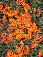 Orange Berries