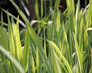 Pond Plants