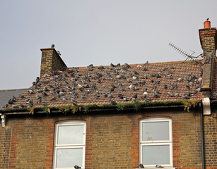 Lots of Pigeons on Roof of house