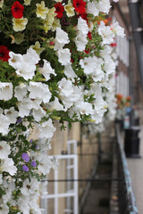 Fototapeta na wymiar white flowers in hanging basket