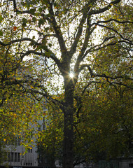 Sunset through the trees