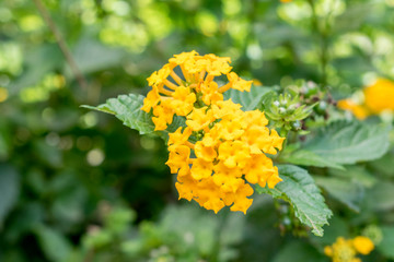 yellow flower