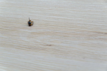 Dead fly isolated