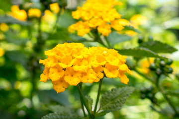 yellow flower