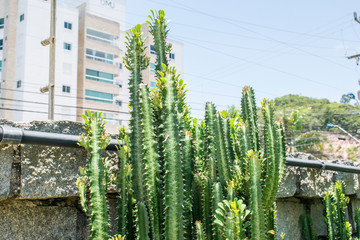 cactus in garden