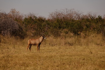 A young roan antilope standing in the African bush