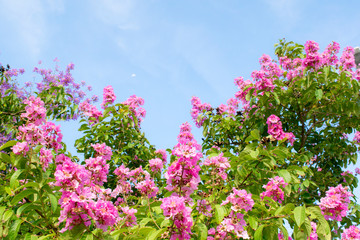 flowers on a background of blue sky