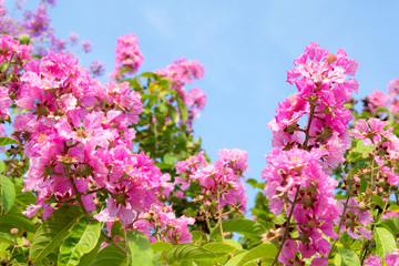 Obraz premium flowers on a background of blue sky
