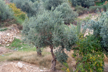 Wadi Musa, small town near Petra, Jordan
