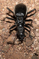 big ground beetle Anthia Cintipennis in namib desert. Insect predator in nature habitat. Namibia wildlife