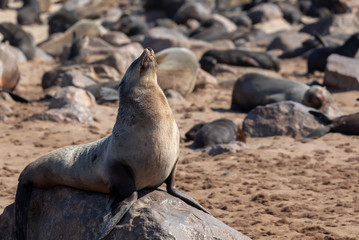 Fototapeta premium huge colony of brown fur seal in Cape Cross, Namibia safari wildlife
