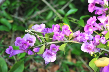 Fototapeta premium Garlic vine violet flower selective focus point