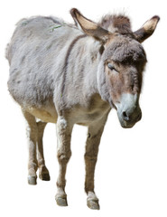 Cutouts of donkeys