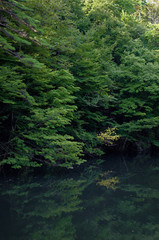 広瀬川　川岸の森