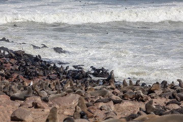 huge colony of brown fur seal in Cape Cross, Namibia safari wildlife