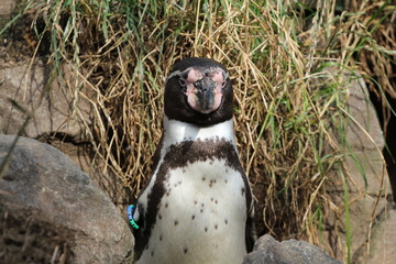 Pinguin