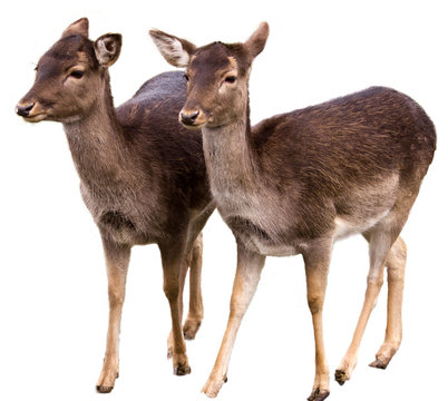 Detail of deer