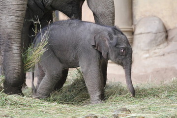 Elefantenkalb