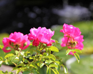 Pink Flowers in Summer