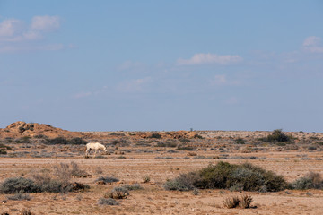 Namib wild Desert Horse, rare feral horse found in the Namib Desert of Namibia near Brandberg Mountain, Africa 