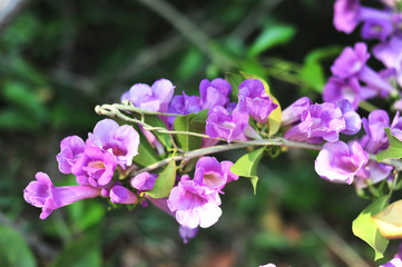 Obraz premium Garlic vine violet flower selective focus point