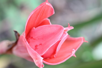 pink rose bud