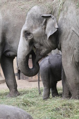 Fototapeta premium Elefant