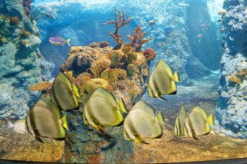 Akwarium 2 © Miroslaw