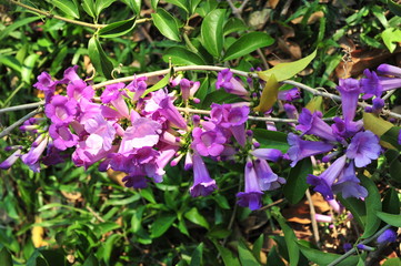 Garlic vine violet flower selective focus point